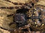 Nuctenea umbratica (Clerck, 1757)