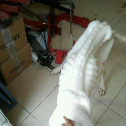 Foto: A ESTO NO HAY DERECHO!!! Este podenco gigante recogido por la perrera municipal en Benicarló!! Actualmente se encuentra en Soscan! Ayudanos a ayudarle!!!