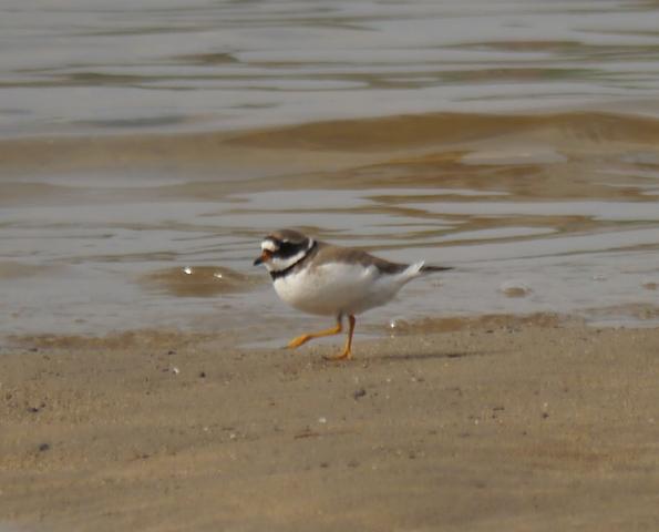Los últimos, y los primeros.
