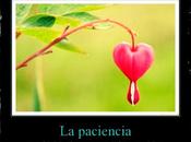 Divina paciencia