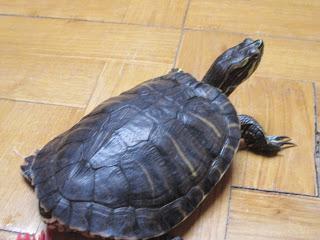 ¡Hasta siempre Titus!