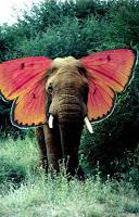 Elefante o mariposa