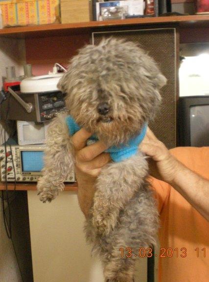 Bolita gris de rulos, ciego, 17 años de amor y ahora a la perrera.