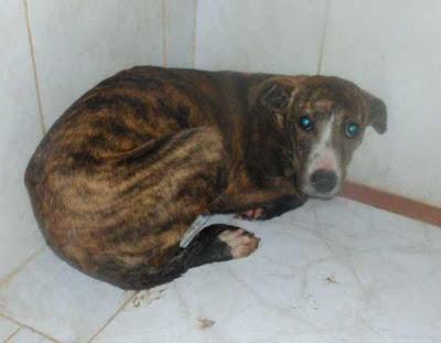 EXTREMADAMENTE URGENTE!! CACHORROS CRUCES DE GALGO ENCONTRADOS EN UN PAJAR JUNTO A SU MADRE Y HERMANO DEGOLLADOS. (JAEN)