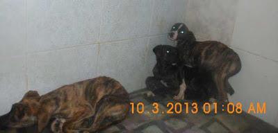 EXTREMADAMENTE URGENTE!! CACHORROS CRUCES DE GALGO ENCONTRADOS EN UN PAJAR JUNTO A SU MADRE Y HERMANO DEGOLLADOS. (JAEN)