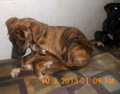 EXTREMADAMENTE URGENTE!! CACHORROS CRUCES DE GALGO ENCONTRADOS EN UN PAJAR JUNTO A SU MADRE Y HERMANO DEGOLLADOS. (JAEN)