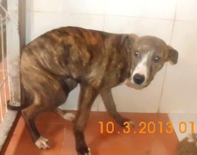 EXTREMADAMENTE URGENTE!! CACHORROS CRUCES DE GALGO ENCONTRADOS EN UN PAJAR JUNTO A SU MADRE Y HERMANO DEGOLLADOS. (JAEN)