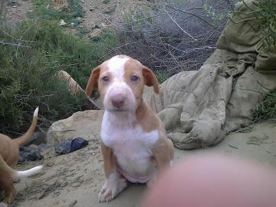 PODENQUICA ANDALUZA ABANDONADA Y CAMADA DE 8 CACHORROS. (ALMERIA)