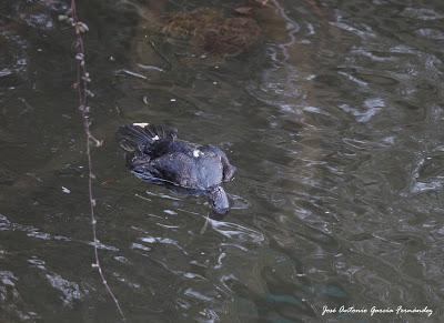 Nuevas pruebas rechazan las matanzas de cormoranes