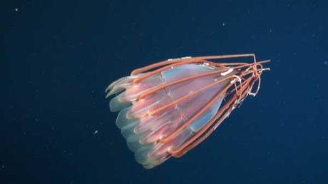 nueva medusa encontrada en las islas Desventuradas