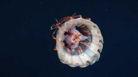 nueva medusa encontrada en las islas Desventuradas