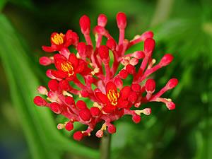 Flor de coral - Jatropha multifida