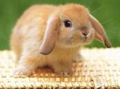 experimentación animal cosmética!