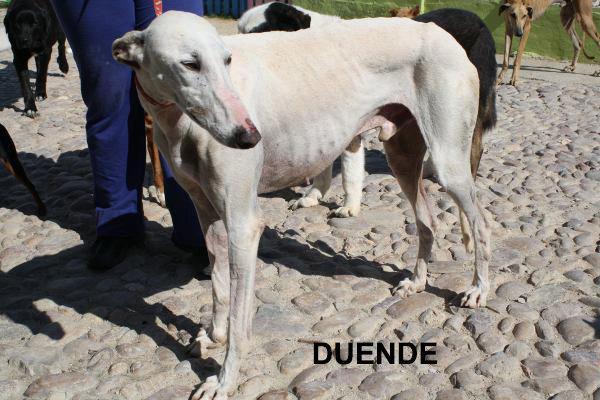 DUENDE, GALGO MACHO DE 1 AÑO Y MEDIO EN ADOPCIÓN.