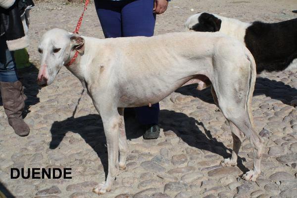 DUENDE, GALGO MACHO DE 1 AÑO Y MEDIO EN ADOPCIÓN.