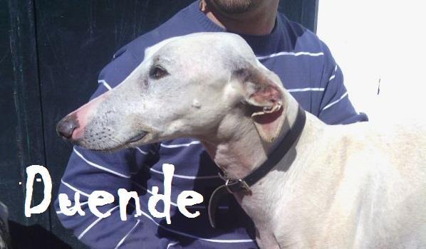 DUENDE, GALGO MACHO DE 1 AÑO Y MEDIO EN ADOPCIÓN.
