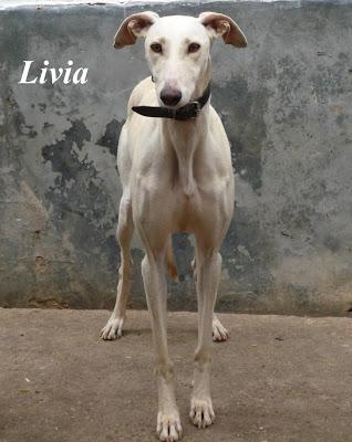 LIVIA, preciosa galga en adopción.