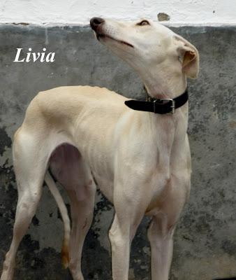 LIVIA, preciosa galga en adopción.