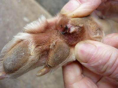 LIVIA, preciosa galga en adopción.