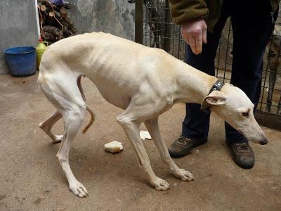 LIVIA, preciosa galga en adopción.