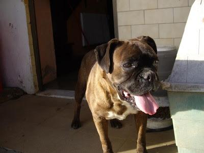 PRECIOSA BOXER, OTRA VÍCTIMA DE LA CRISIS.