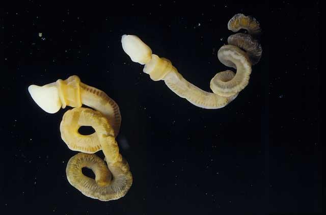 gusanos de bellota modernos Harrimania planktophilus