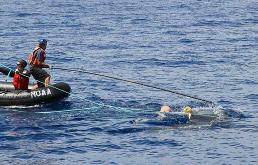 rescate ballena enredada en Hawái