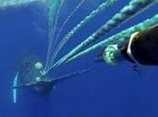 Espectacular rescate Hawái ballena enredada (vídeos fotos)