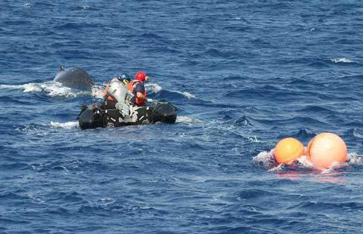 rescate ballena enredada en Hawái