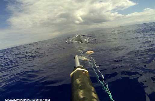 ballena enredada en Hawái