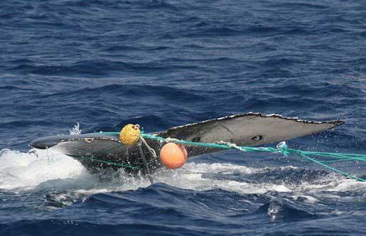 ballena enredada en Hawái
