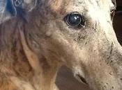 Tom, incapacidad impida adoptado.