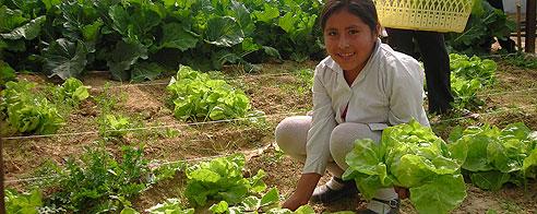 Inseguridad y seguridad alimentaria en Bolivia