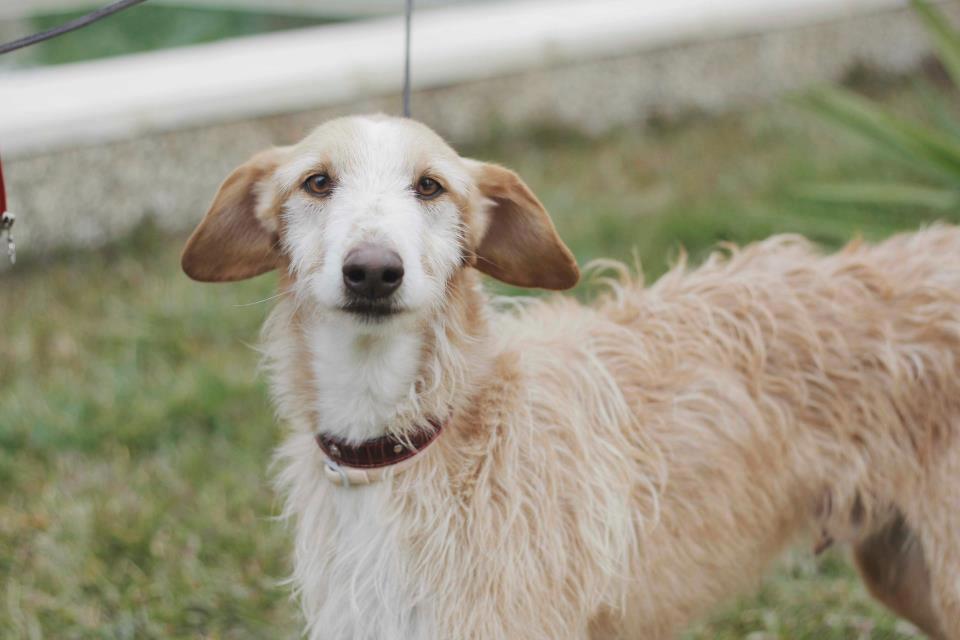 MAXI, 6 AÑOS ESPERANDO UN HOGAR. (SEVILLA)