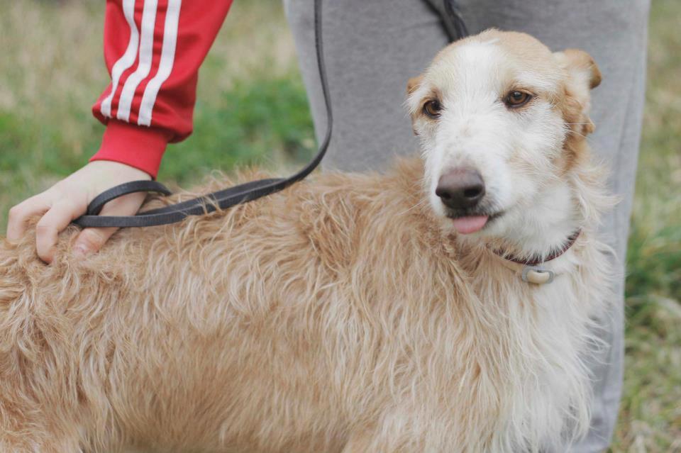 MAXI, 6 AÑOS ESPERANDO UN HOGAR. (SEVILLA)