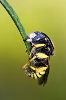 Para ampliar Nomada sp (Scopi, 1770) Abeja hacer clic