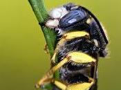 Nomada (Scopi, 1770) Abeja