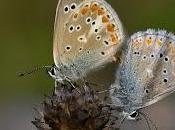 Polyommatus dorylas (Denis Schiffermüller, 1775) Niña turquesa