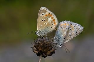 Para ampliar Polyommatus dorylas (Denis & Schiffermüller, 1775) Niña turquesa hacer clic