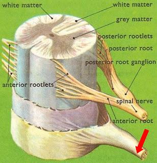 Todo sobre la anestesia epidural en la cesárea [2]