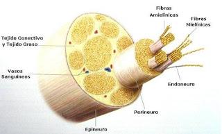 Todo sobre la anestesia epidural en la cesárea [2]