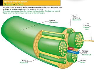 Todo sobre la anestesia epidural en la cesárea [2]