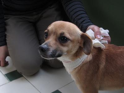 DINO, CRUCE DE CHIHUAHUA, EN ADOPCIÓN.