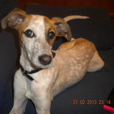 Foto: MI FAMILIA ME DEVUELVE!!!  Me llamo Dana y fui rescatada a través de la protectora Aprenda hace unos 3 meses aproximadamente. Llegue con mis hermanitas, todas fuimos felizmente adoptadas, pero mi familia ya no me quiere, resulta que uno de los hijos de mi mama humana es alérgico a mi. Desde Aprenda le han informado que existen varios métodos para intentar que funcione el que vivamos juntos, pero no quieren intentarlo. Estoy muy triste, sigo estando en casa, pero me quieren devolver. Por favor, busco familia definitiva. Que me quiera y cuide para siempre, no quiero volver a una triste y fría jaula. Ahora tengo 5-6 meses aprox., peso unos 9 kilos. Ayúdame!  Se encuentra en GOLMAYO /SORIA Se envía a toda España. Contacto: aprendaquererlos@gmail.com