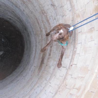 Foto: MUY URGENTE!!! Tina, rescatada ayer de un pozo!! Por favor, necesita adopción!! Es una bretoncita de 12 kilitos, un año aproximadamente, muy cariñosa. Por favor, ayudadme en su difusión!! Está en Ciudad Real pero se envia a otras provincias. Interesados contactar conmigo misma, tiyasy@hotmail.com