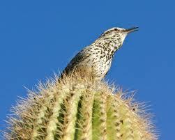 El Cactus y el Pájaro