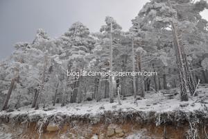 Blogger Traveller: El invierno en Madrid monte abantos