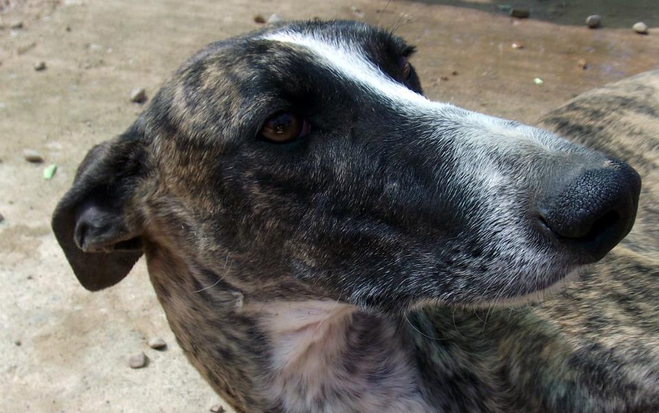 MAX, galgo en adopción. (Madrid)