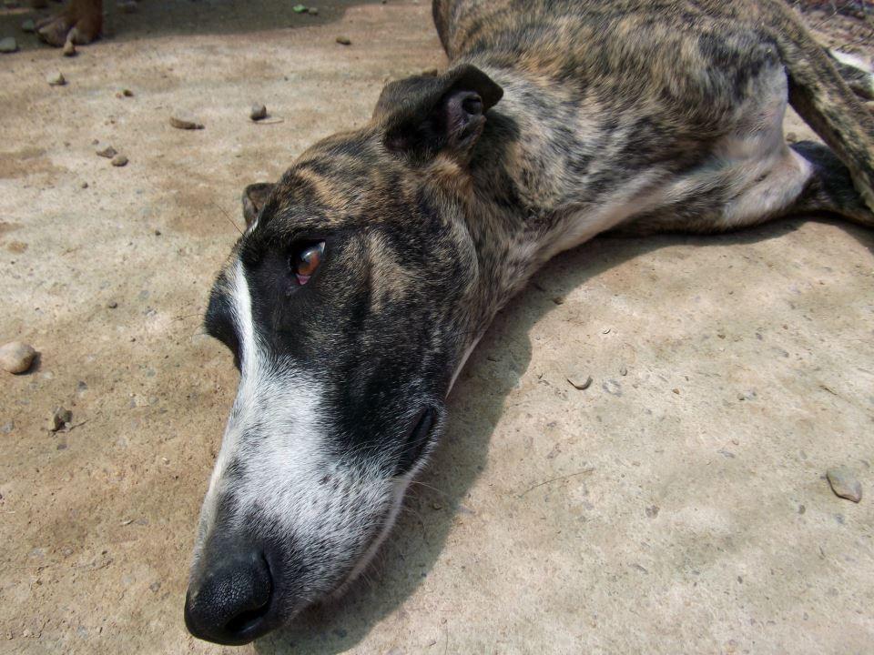 MAX, galgo en adopción. (Madrid)
