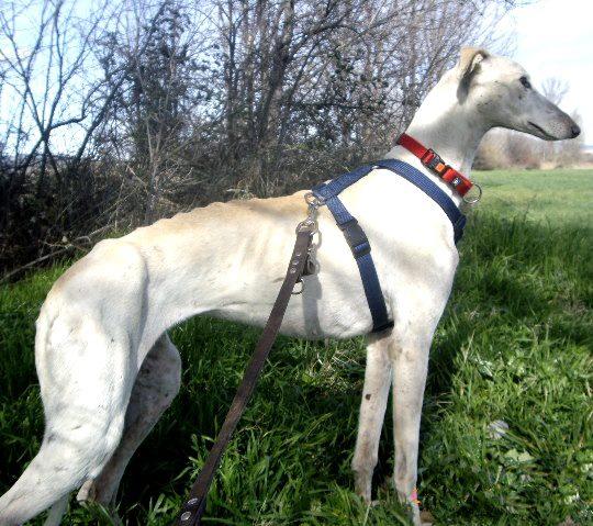 AMELIE, preciosa galga en adopción. (Madrid).